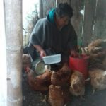 Rubiela Quilindo - Granja de gallinas ponedoras
